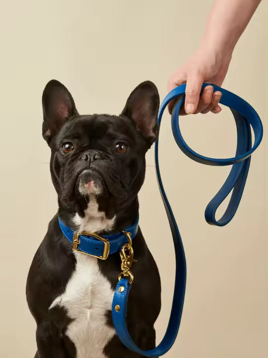 Hundeleine aus Leder im eleganten Royalblau - Das Hundekaufhaus