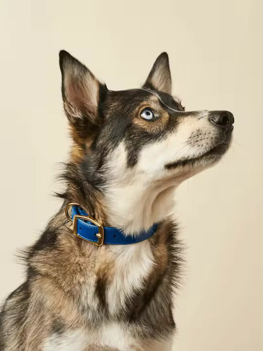 Hundeleine aus Leder im eleganten Royalblau - Das Hundekaufhaus